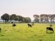 This is a picture of 5 cows in a big green field of grass. It is bright and sunny outside.