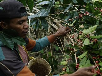 A producer in Timor Leste picks coffee cherries from the plant.