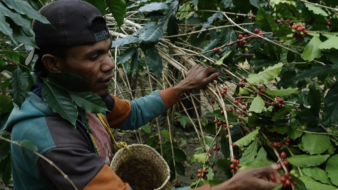 A producer in Timor Leste picks coffee cherries from the plant.