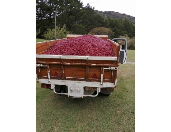 The bed of a truck holding coffee cherries.