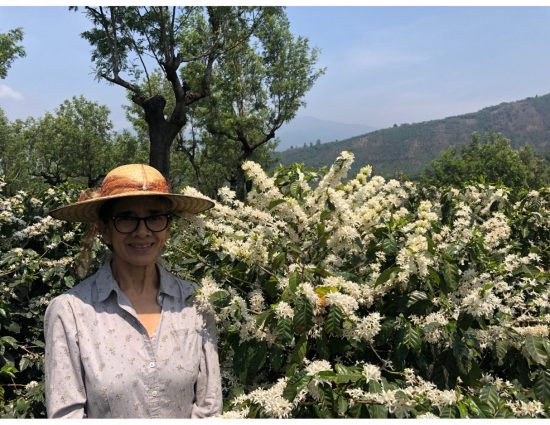 A producer stands with a coffee plant.