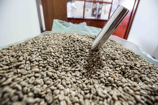 A closeup of drying coffee beans.