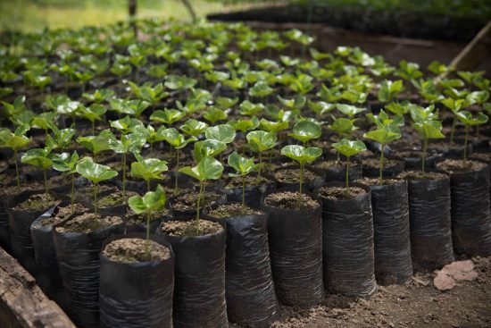 Inside a coffee nursery. We see about 40 small coffee plants waiting to be planted into the ground.