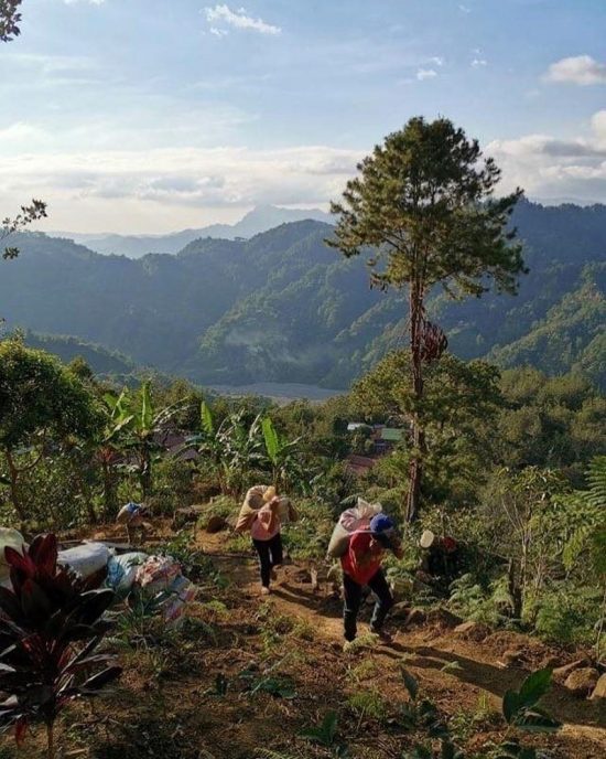 A mountain landscape in the Philippines. At the bottom are coffee cherry beds.