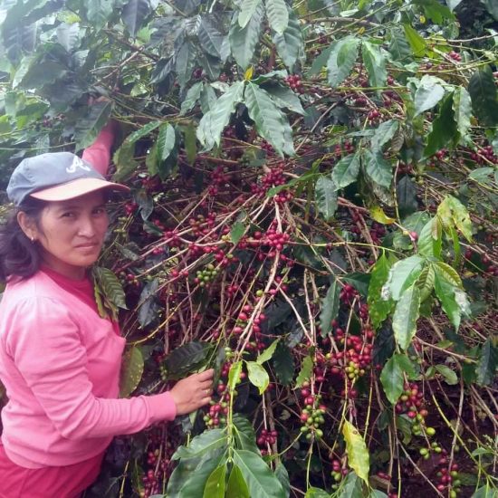 A Filipina coffee farmer standing to the left of coffee cherries.