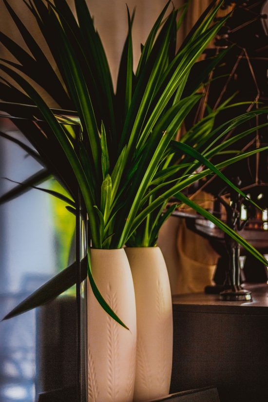 A closeup of pandan leaves in a tan vase. The leaves are bunched up like a bouqet.