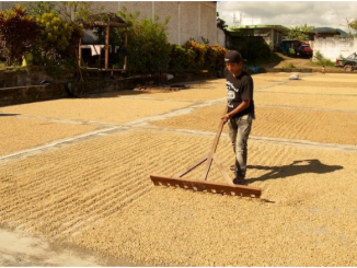 A farmer mills coffee drying. He is wearing a baseball cap, a black shirt, and jeans. It is a bright sunny day.