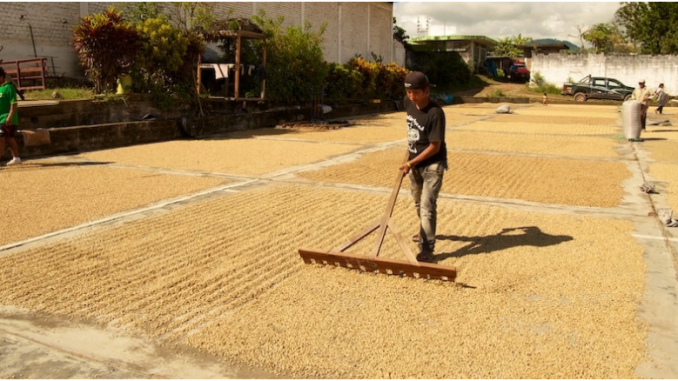 A farmer mills coffee drying. He is wearing a baseball cap, a black shirt, and jeans. It is a bright sunny day.
