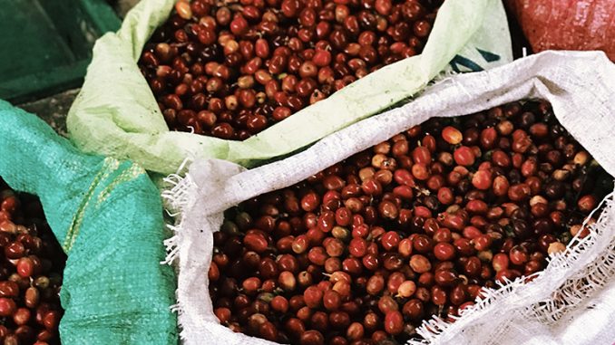 A closeup of coffee bags with red cherries in them.