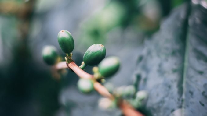 A closeup of green coffee cherries.