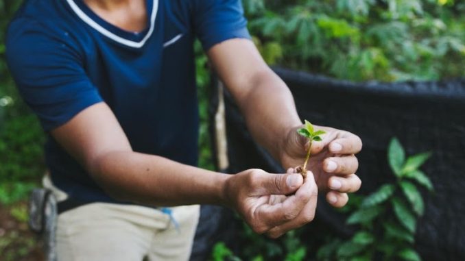 a closeup of hands holding a seedling in a rainforest forest
