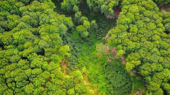 An aerial shot of a rainforest.