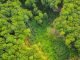 An aerial shot of a rainforest.