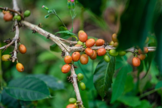 A closeup of orange coffee cherries on a branch waiting to be picked.