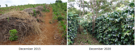 Two scenes of re-forestation side by side.