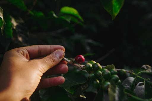 A closeup of hands touching a ripe coffee cherry.