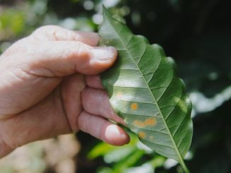 A hand holds a bright green leaf with rusty red spots on it.