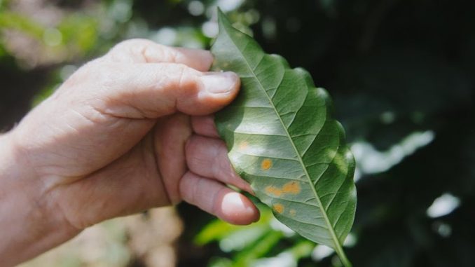 A hand holds a bright green leaf with rusty red spots on it.