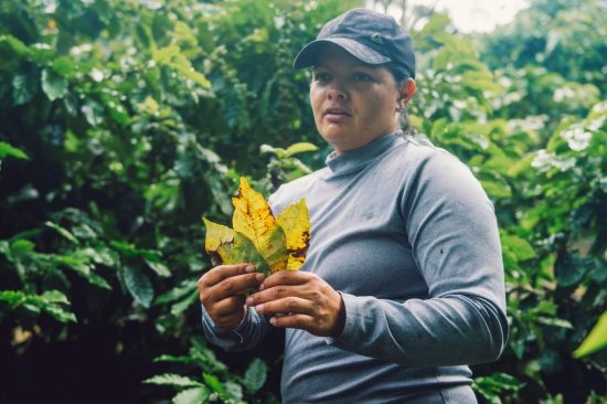 A coffee farmer wearing a baseball cap and long sleeves holds leaves that are yellowed with coffee leaf rust.