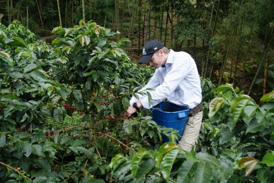 Martin stands over a set of cherry plants picking coffee cherries.