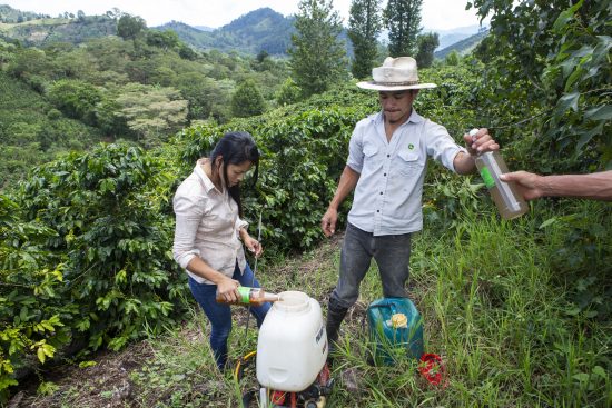 Two people stand processing liquid from coffee cherries in a lush field.