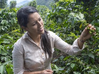 A female coffee farmer has her hair tied back, looking at coffee plants forming.