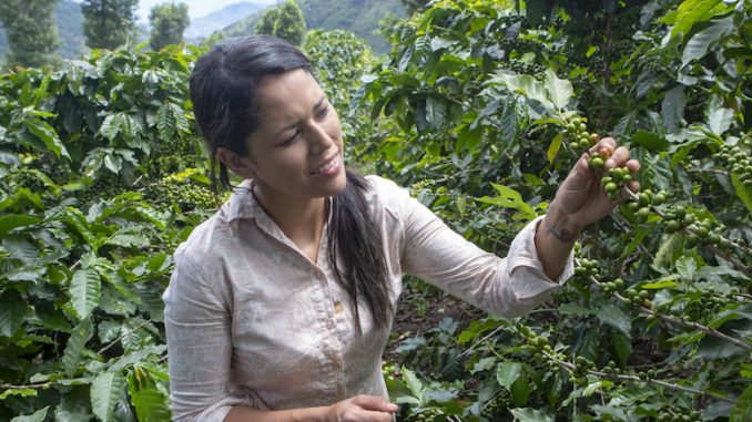 A female coffee farmer has her hair tied back, looking at coffee plants forming.