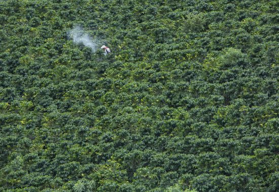 A lush field of coffee plants. A farmer stands in the distance with a machine.
