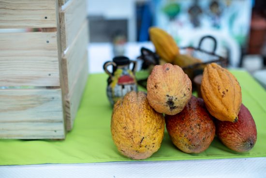 A closeup of cacao pods, colored orange and yellow.