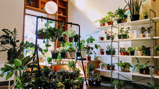 The interior of the cafe holding shelves of plants.