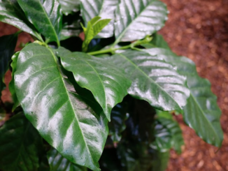 The glossy leaves of a coffee plant on the ground.