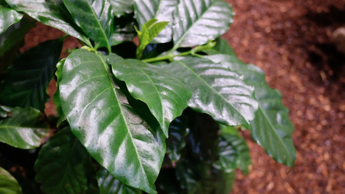 The glossy leaves of a coffee plant on the ground.