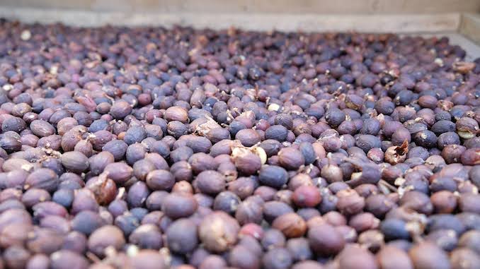 A closeup of dried coffee cherries with the skin or cascara on.