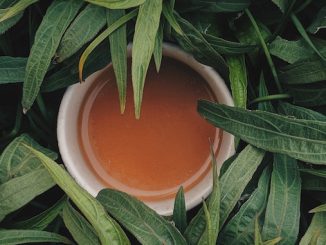 A cup of tan cream colored kava sits in a bed of the green leaves used to make it.