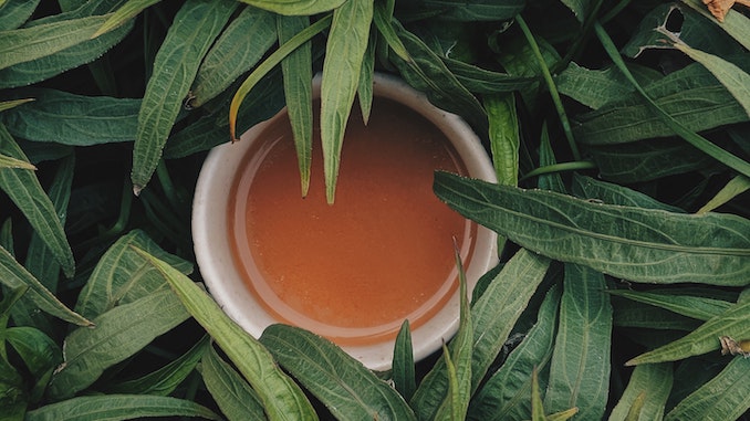 A cup of tan cream colored kava sits in a bed of the green leaves used to make it.