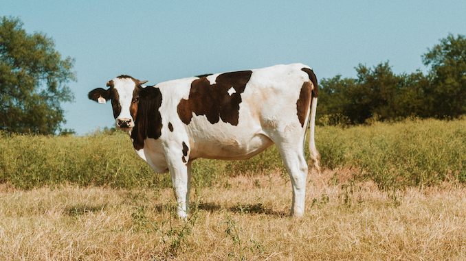 A black and white cow amidst a bright green pasture.