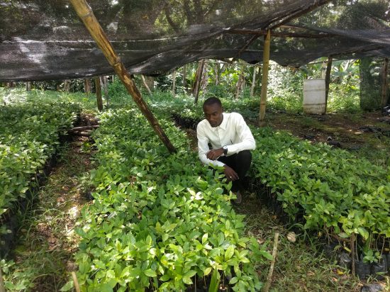 El café haitiano está listo para el mundo de las especialidades