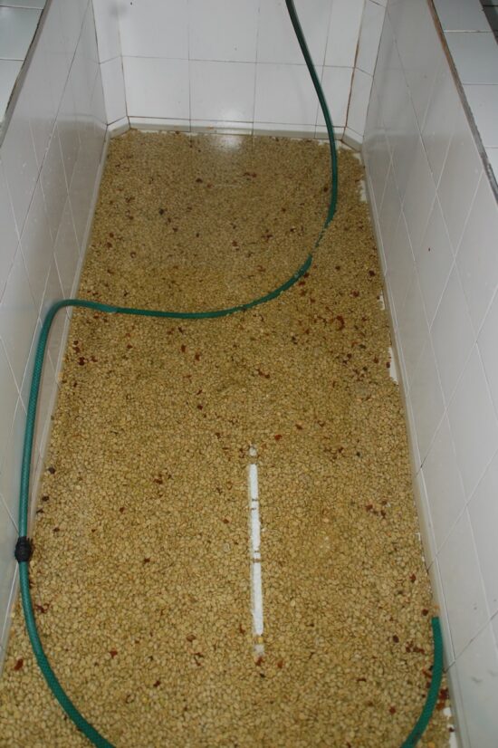 Coffee soaks in a fermentation tank.