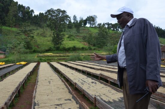 Rows of raised drying beds with washed coffee on them.