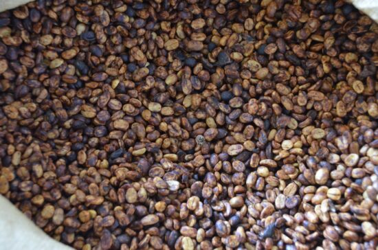 A close-up of honey processed coffee showing the dried mucilage on the beans.
