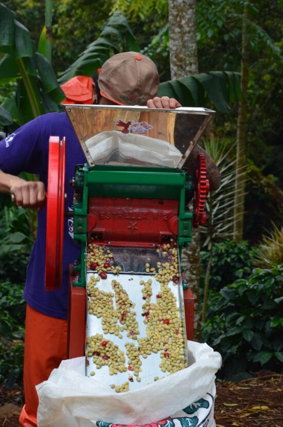 A Barista & Farmer contestant using  manual depulper.