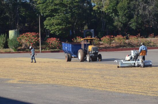 Workers use machines to turn coffee on a concrete drying patio.