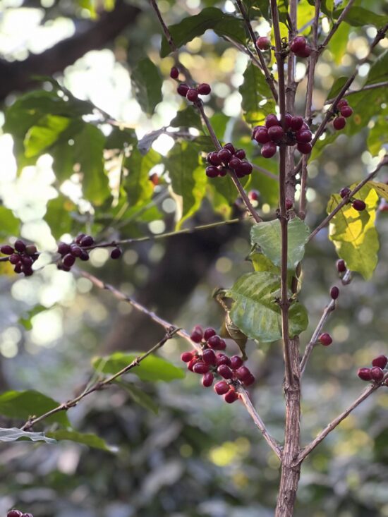 Coffee cherries on a tree.