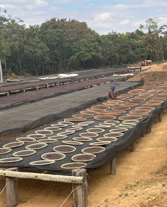 Raised drying beds with natural process coffee.