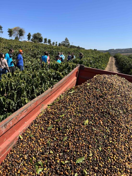 Coffee cherry in the back of a truck in Brazil.