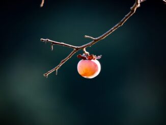 A single persimmon fruit hangs from a tree branch. The fruit is small and orange with brownish leaves sticking out of the top. It looks something like an orange tomato or apricot.