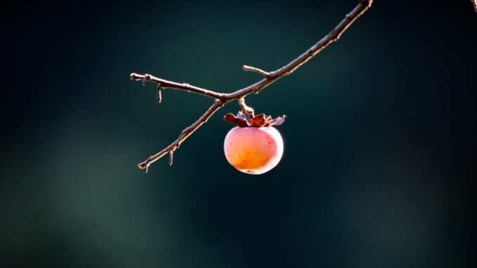 A single persimmon fruit hangs from a tree branch. The fruit is small and orange with brownish leaves sticking out of the top. It looks something like an orange tomato or apricot.