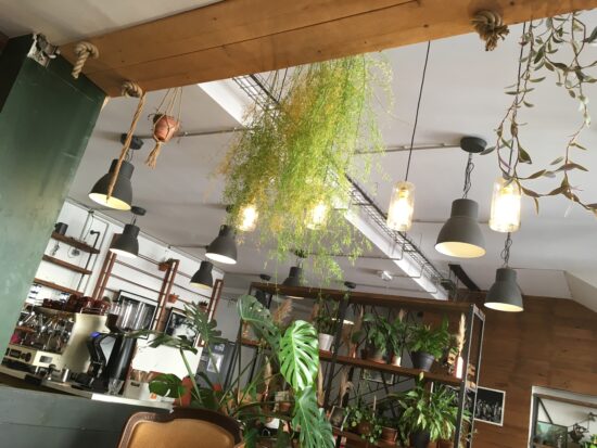 Hanging plants and pendant lights on the ceiling of 7VB.