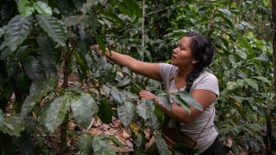 A coffee farmer examines a coffee plant.