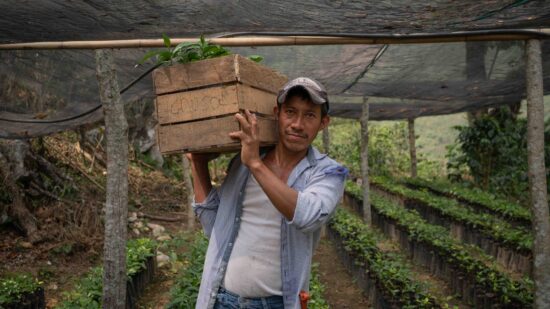 A coffee farmer carries a box of plants in a nursery.